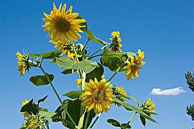 《魔咒之地》1月17日举行开发者直播 公布更多游戏情报